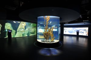 Acrylic Fish Tank