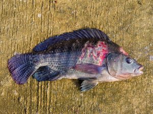 Freshwater fish tank diseases 