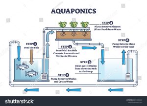 Fish tank cycling