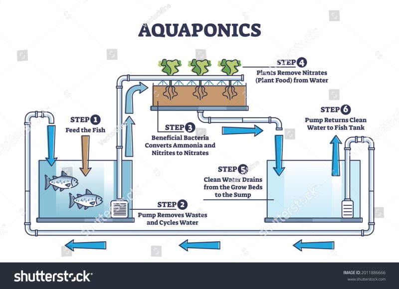 View of How to Cycle a Fish Tank: Guide to a Healthy Aquarium