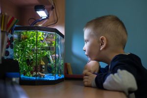 lighting solutions for fish tanks