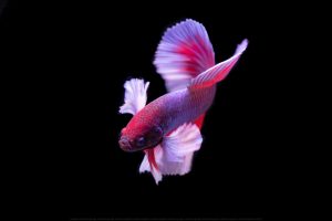 Betta Fish