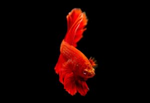 Betta Fish for new aquarium