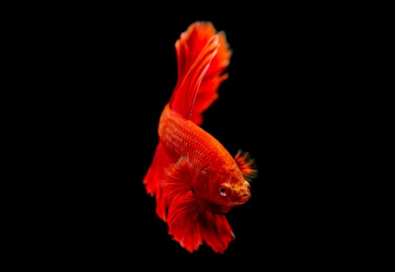 Aquarium Guide for New Fish Parents | Setup & Care.