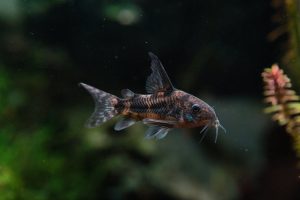Corydoras Catfish for new fish tank.