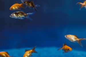 Gold fish