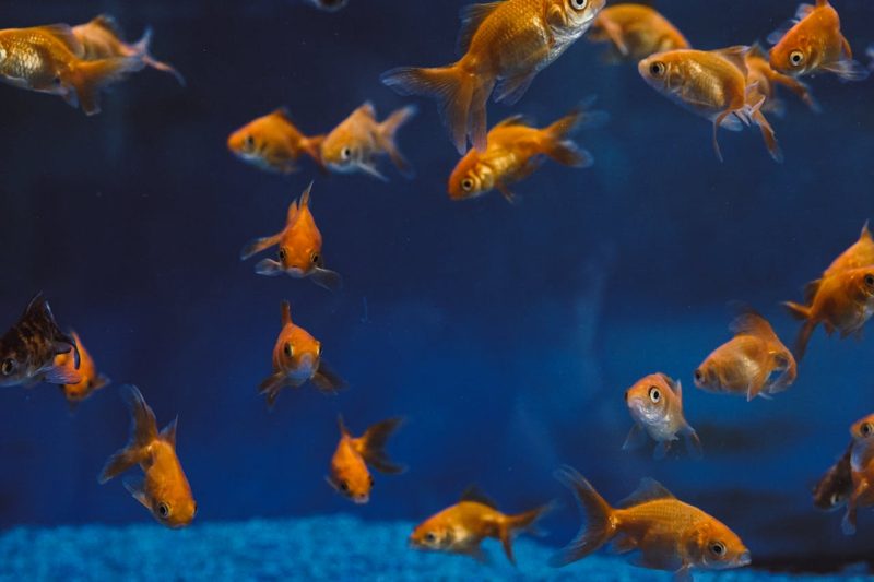 Gold fish in a gold fish bowl