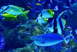 How to get crystal clear aquarium water naturally