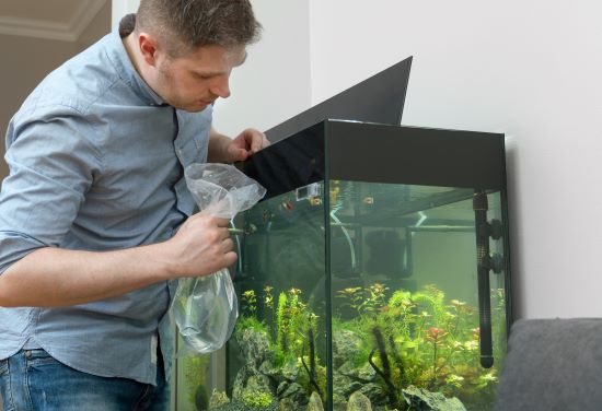 Maintaining a fish tank